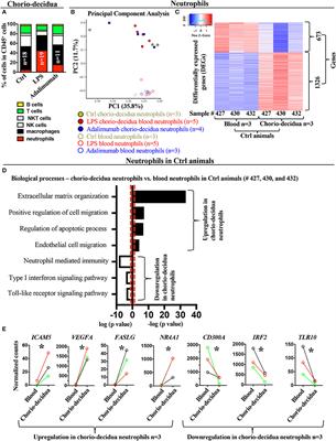 TNF-Signaling Modulates Neutrophil-Mediated Immunity at the Feto-Maternal Interface During LPS-Induced Intrauterine Inflammation